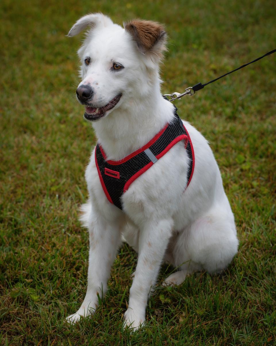 Whisper, a Adoptable mixed breed in Winston-Salem, NC image 3/5