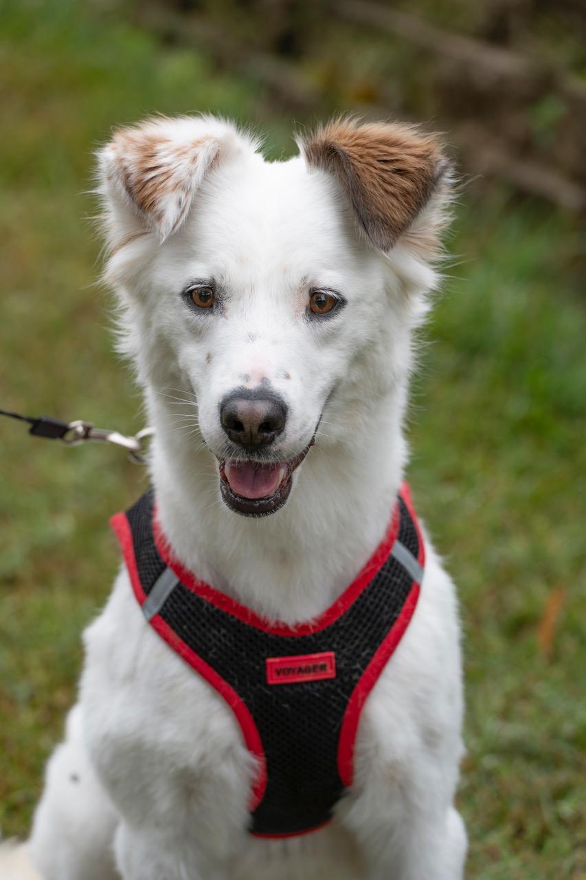 Whisper, a Adoptable mixed breed in Winston-Salem, NC image 4/5
