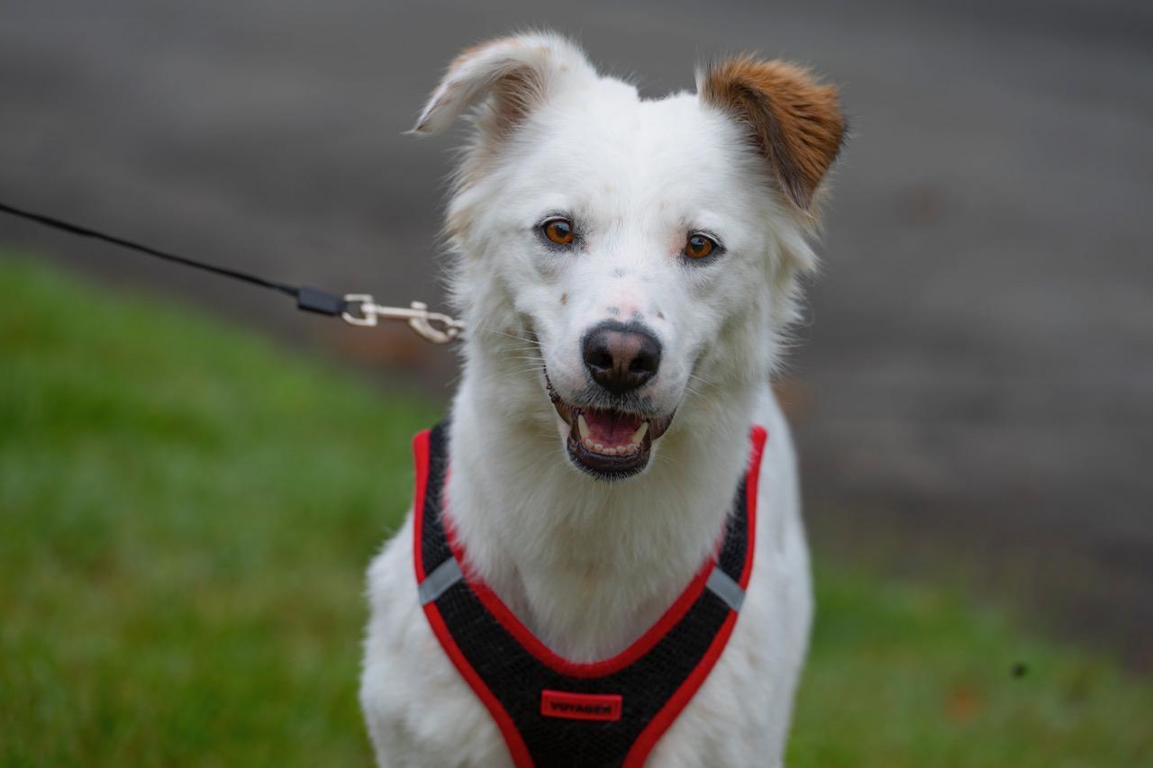 Whisper, a Adoptable mixed breed in Winston-Salem, NC image 1/5