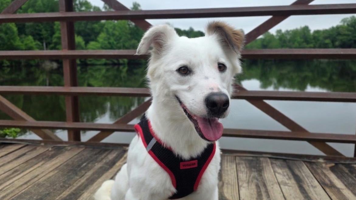 Whisper, a Adoptable mixed breed in Winston-Salem, NC image 2/5