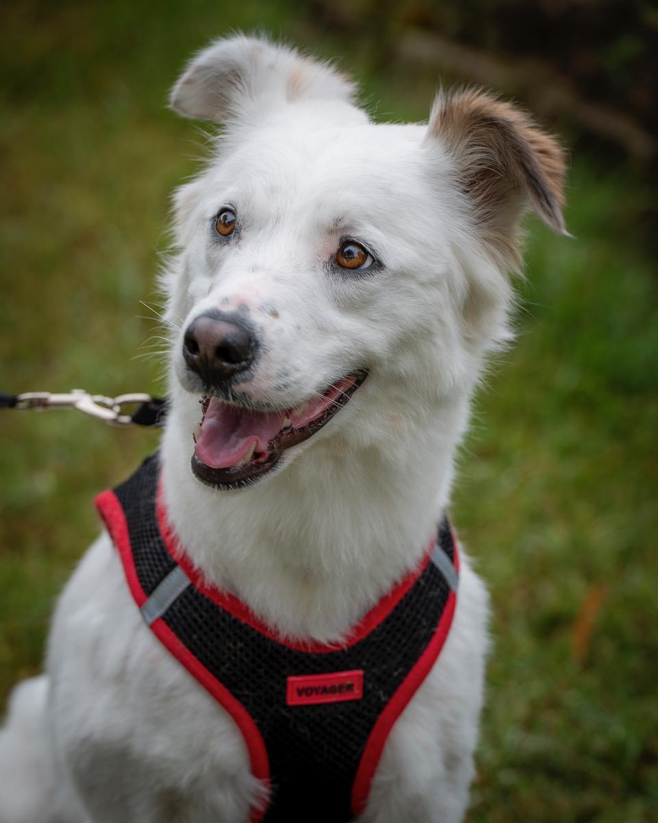 Whisper, a Adoptable mixed breed in Winston-Salem, NC image 5/5