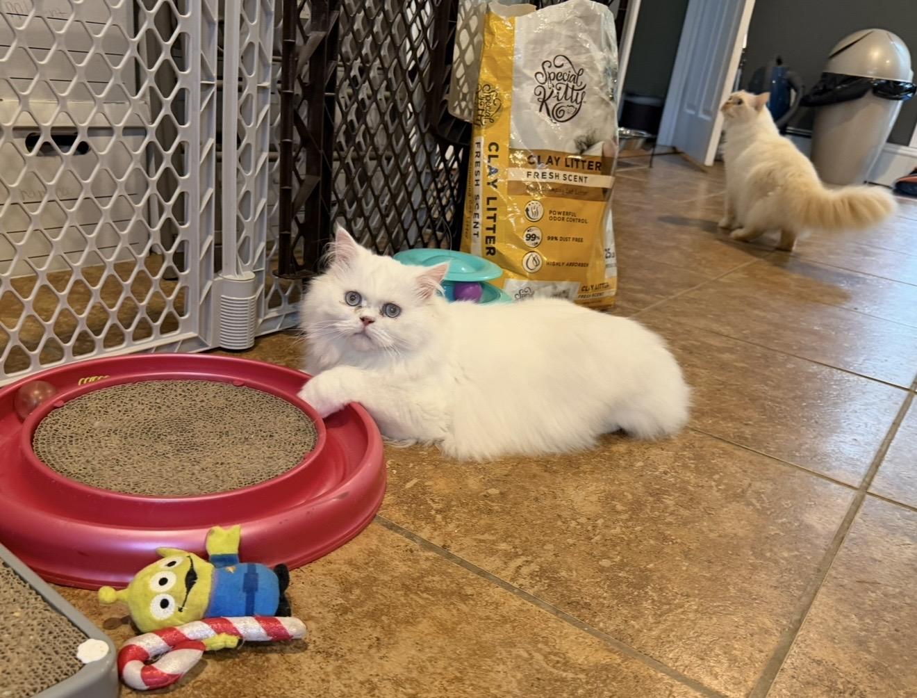 Akan, Adoptable, Young Male Himalayan & Ragdoll.