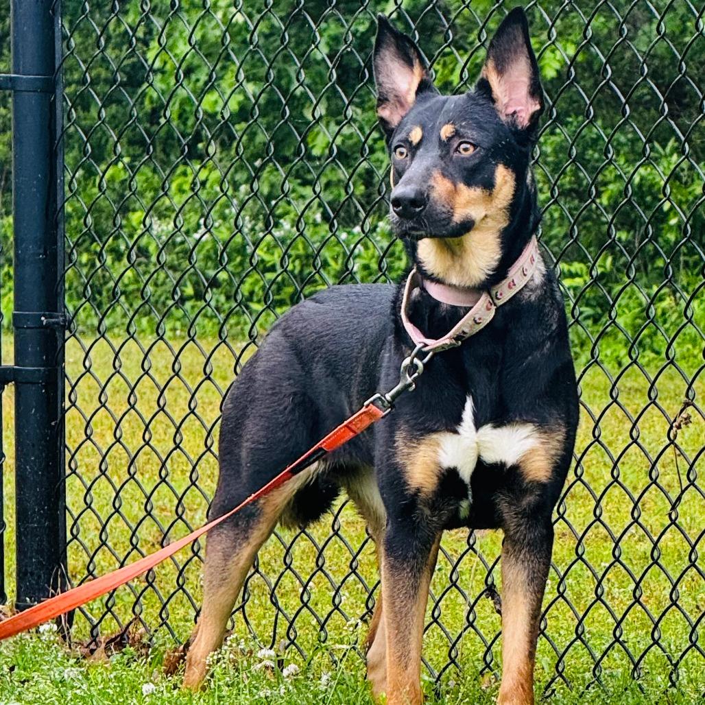 Harleigh, Adoptable, Young Female Australian Kelpie & Mixed Breed.