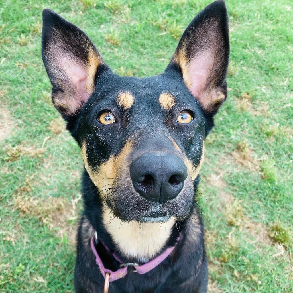 Harleigh, Adoptable, Young Female Australian Kelpie & Mixed Breed.