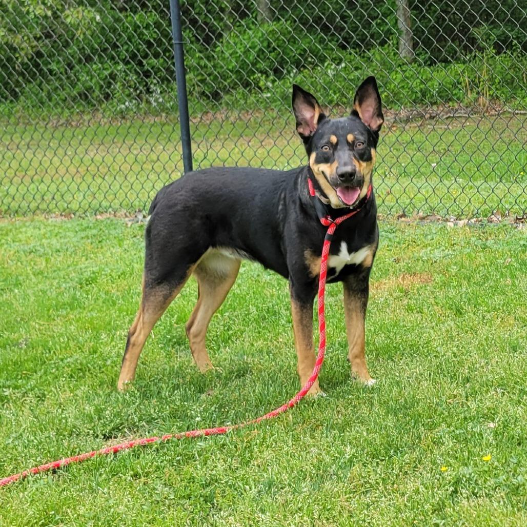Harleigh, Adoptable, Young Female Australian Kelpie.