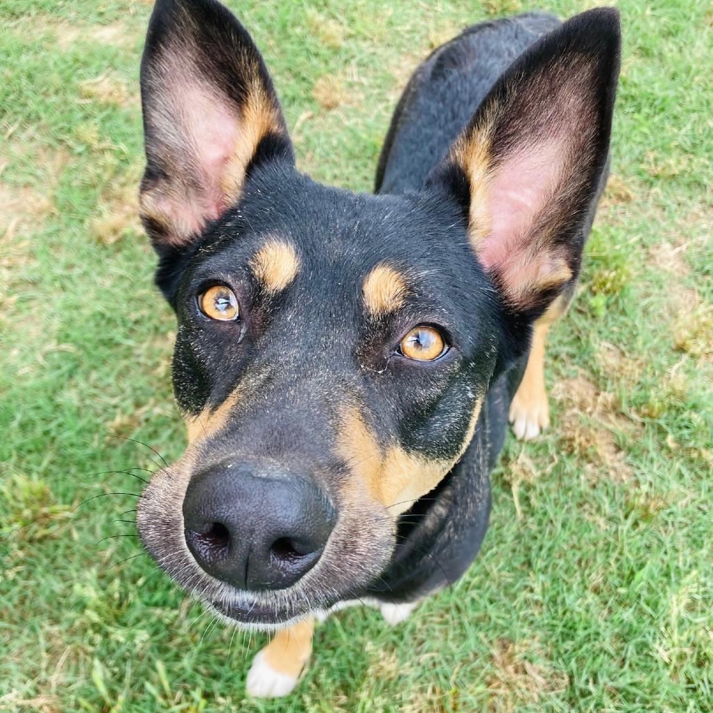 Enlarge Harleigh, a Adoptable mixed breed in Cabot, AR image 2/6