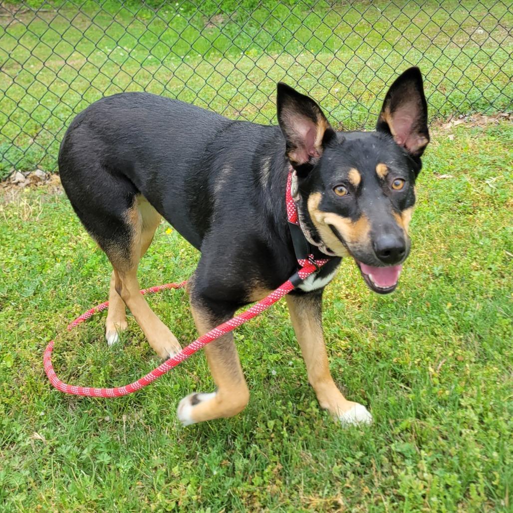 Enlarge Harleigh, a Adoptable mixed breed in Cabot, AR image 2/3
