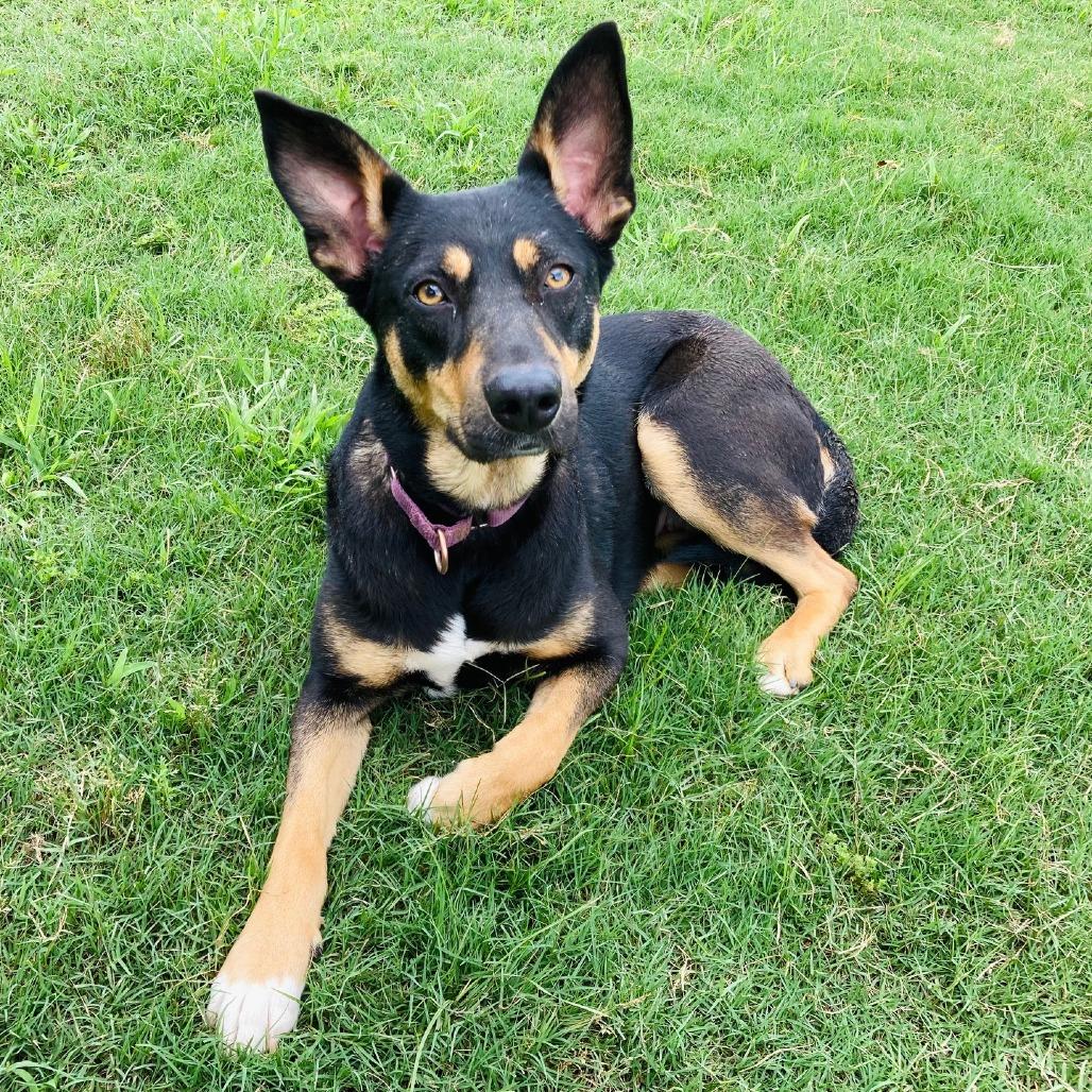 Enlarge Harleigh, a Adoptable mixed breed in Cabot, AR image 3/6