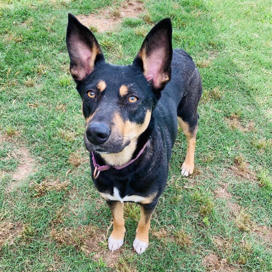 Enlarge Harleigh, a Adoptable mixed breed in Cabot, AR image 4/6