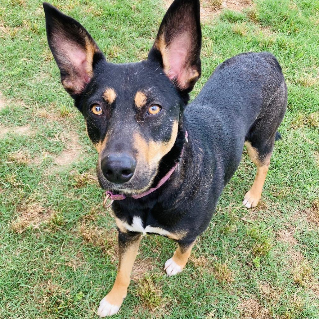 Enlarge Harleigh, a Adoptable mixed breed in Cabot, AR image 5/6