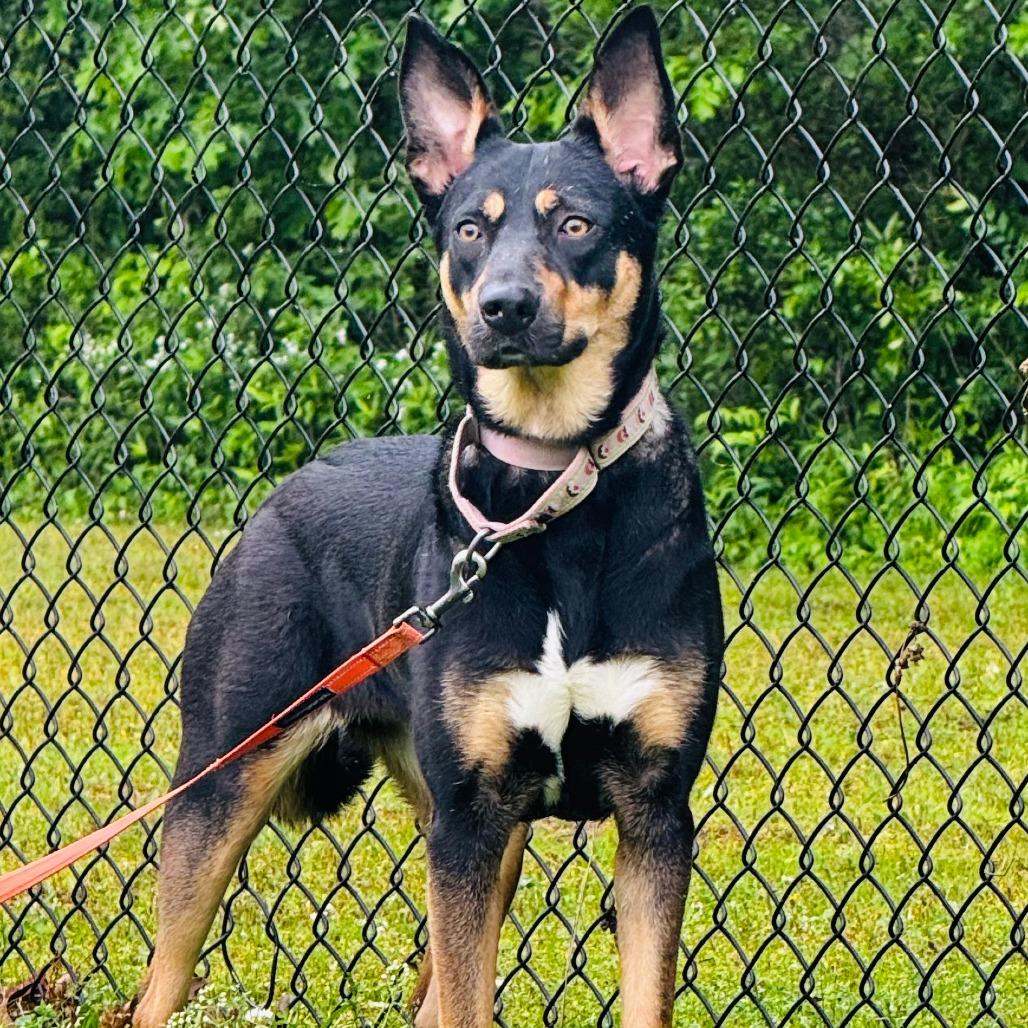 Harleigh, a Adoptable mixed breed in Cabot, AR image 4/6