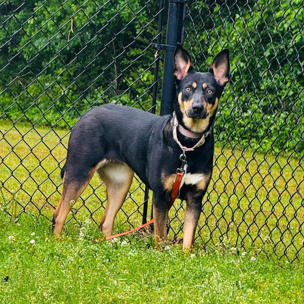 Harleigh, a Adoptable mixed breed in Cabot, AR image 5/6