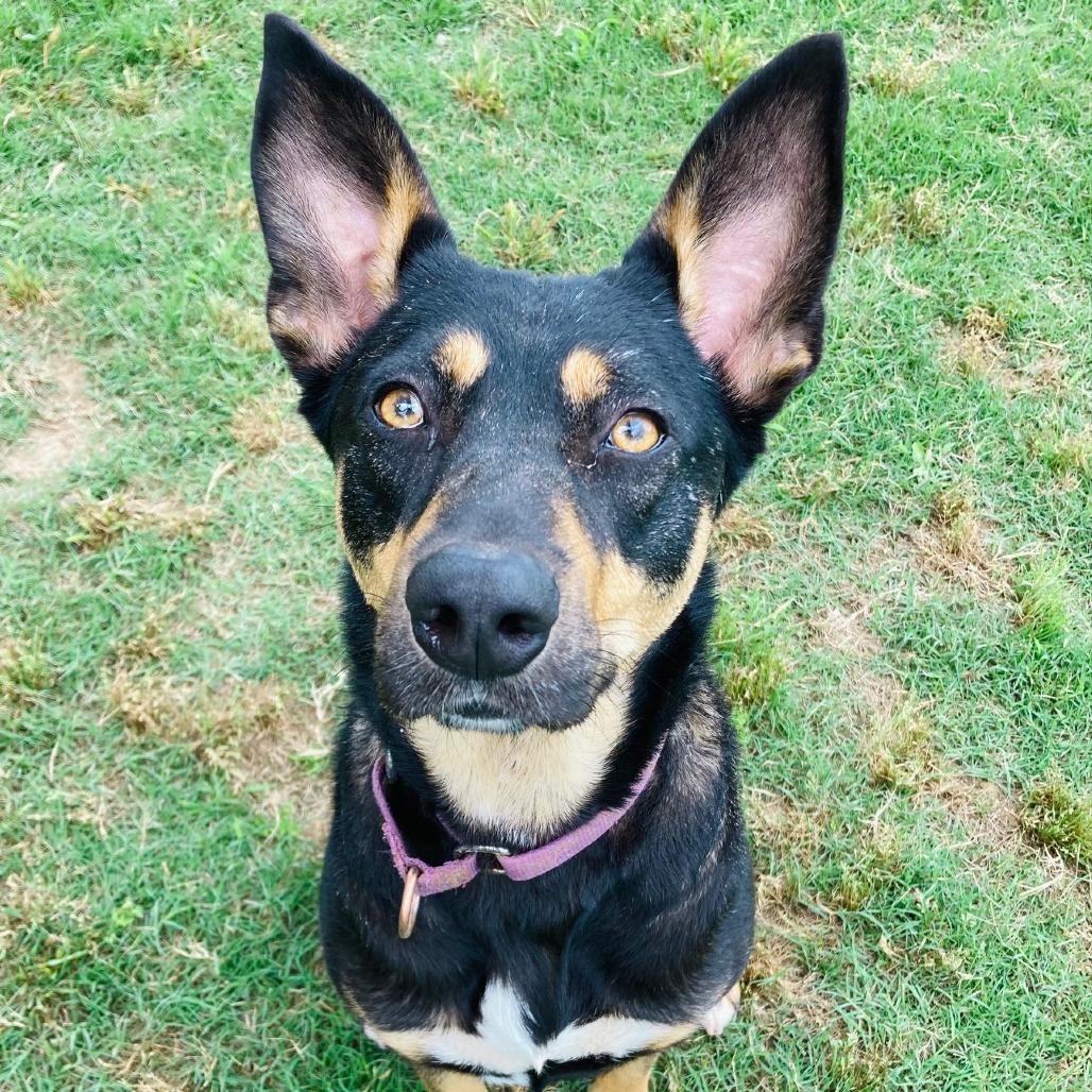Enlarge Harleigh, a Adoptable mixed breed in Cabot, AR image 6/6
