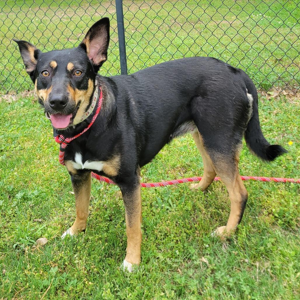 Enlarge Harleigh, a Adoptable mixed breed in Cabot, AR image 3/3