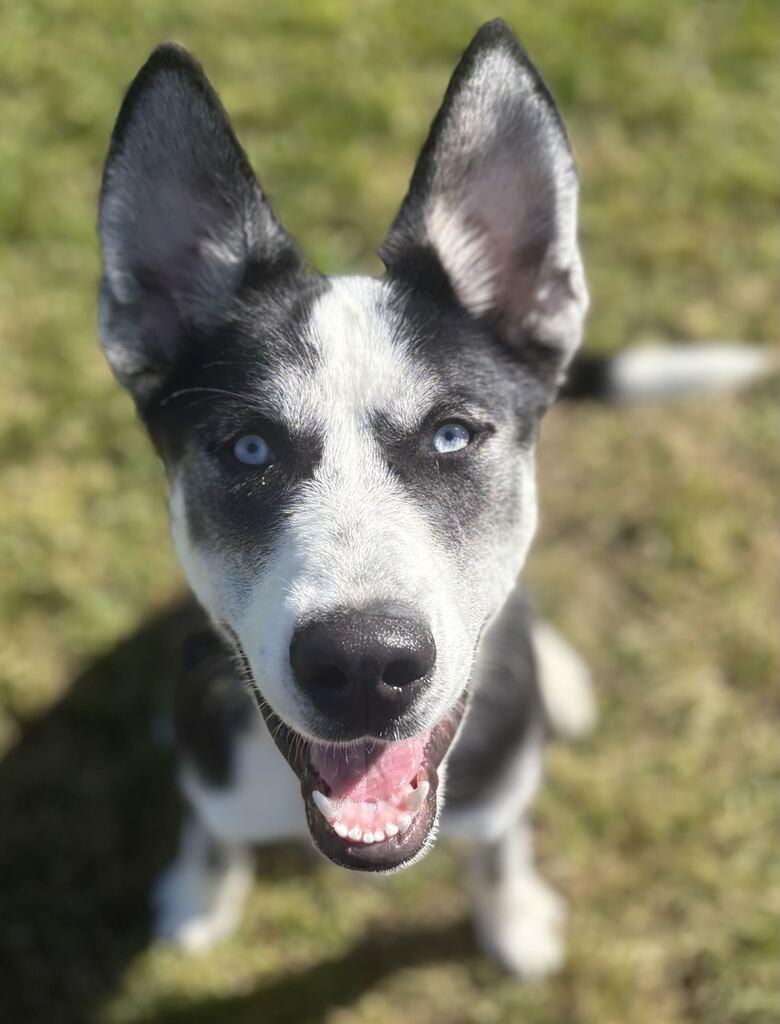 Enlarge Brooks, a Adoptable mixed breed in Jackson, MI image 4/6