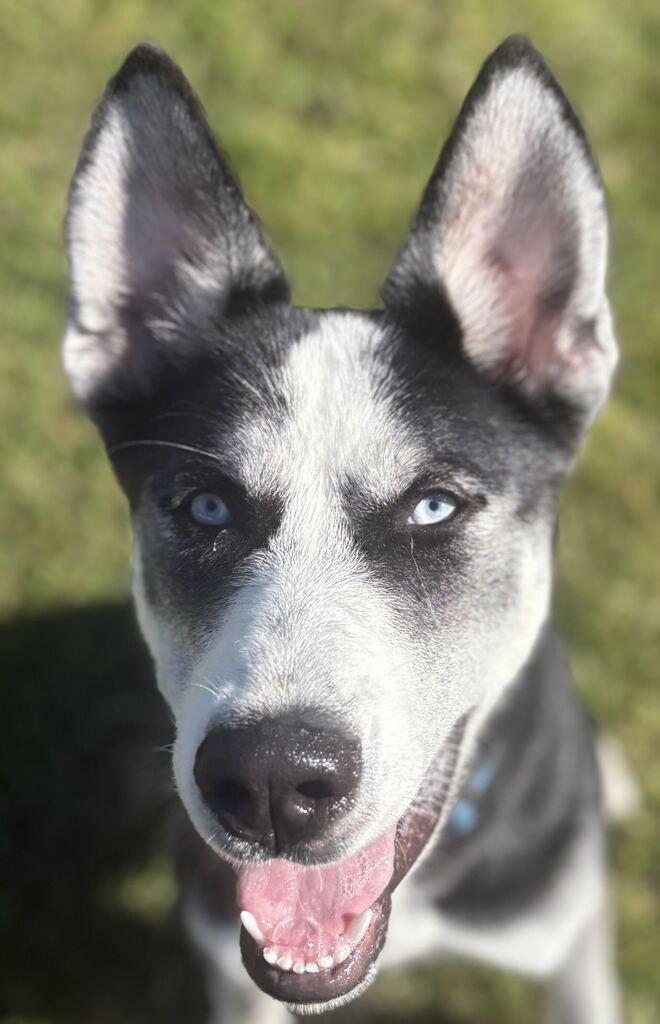 Enlarge Brooks, a Adoptable mixed breed in Jackson, MI image 6/6
