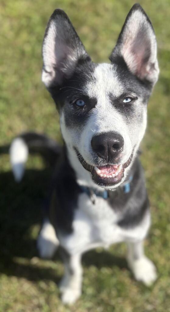Brooks, Adoptable, Puppy Male Husky & Labrador Retriever.