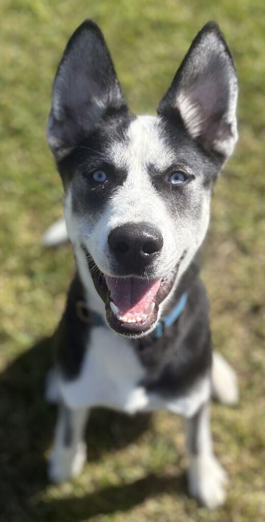 Enlarge Brooks, a Adoptable mixed breed in Jackson, MI image 3/6