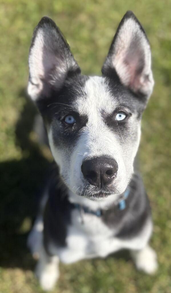 Enlarge Brooks, a Adoptable mixed breed in Jackson, MI image 5/6