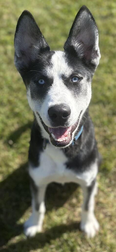 Enlarge Brooks, a Adoptable mixed breed in Jackson, MI image 2/6