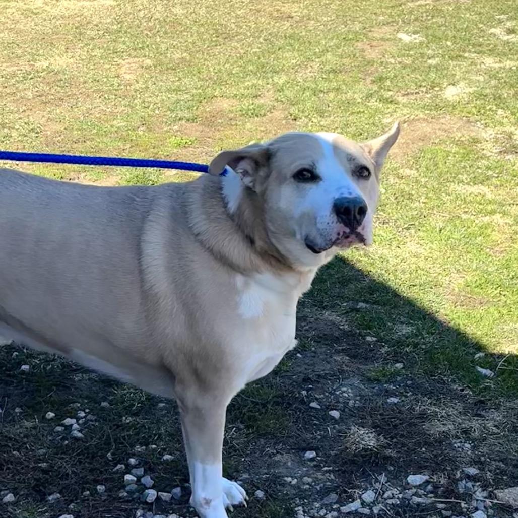 Enlarge Lee, a Adoptable Mixed Breed in Dover, NH image 1/6