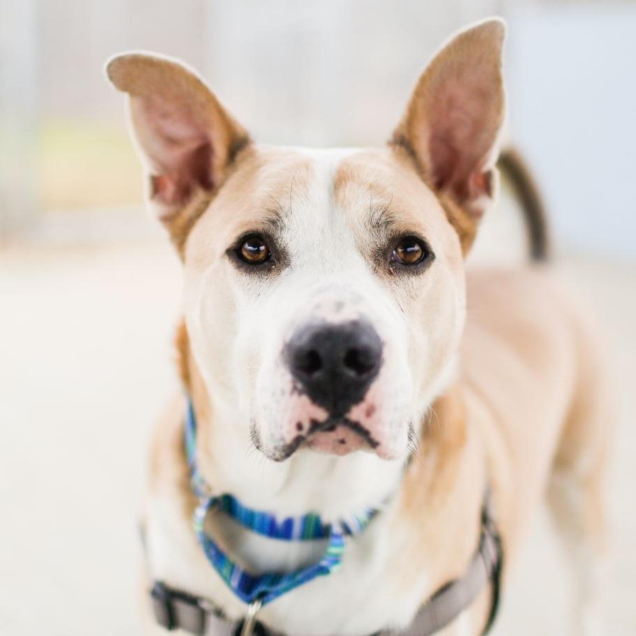Enlarge Lee, a Adoptable Mixed Breed in Dover, NH image 2/6