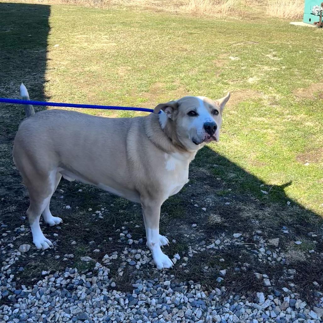 Enlarge Lee, a Adoptable Mixed Breed in Dover, NH image 3/6