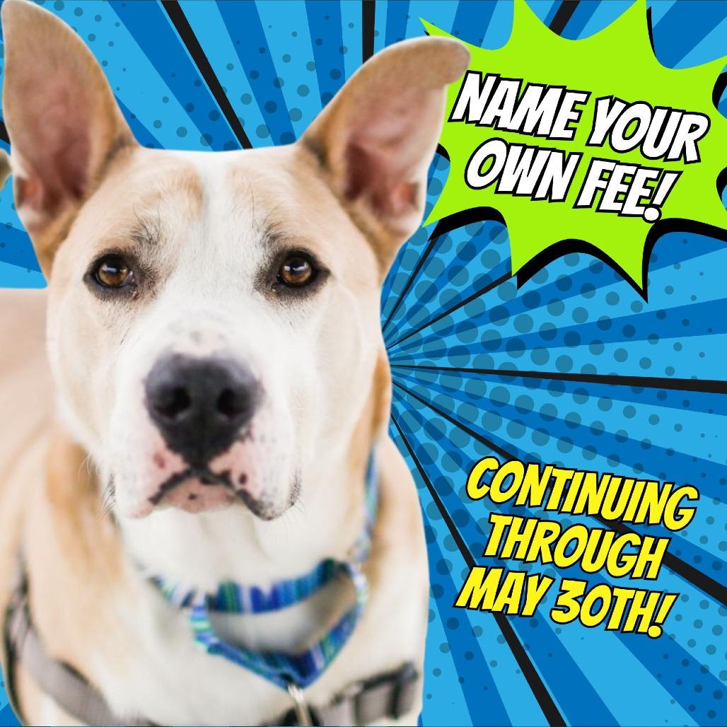 Enlarge Lee, a Adoptable Mixed Breed in Dover, NH image 4/6