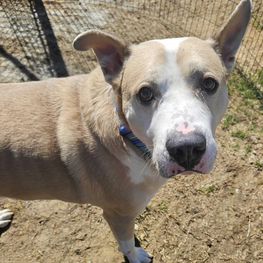 Enlarge Lee, a Adoptable Mixed Breed in Dover, NH image 5/6