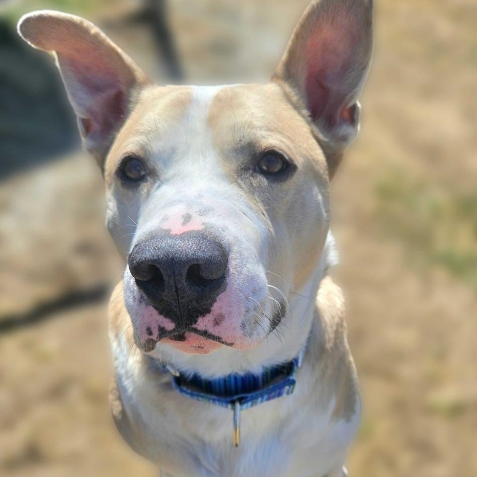 Enlarge Lee, a Adoptable Mixed Breed in Dover, NH image 6/6