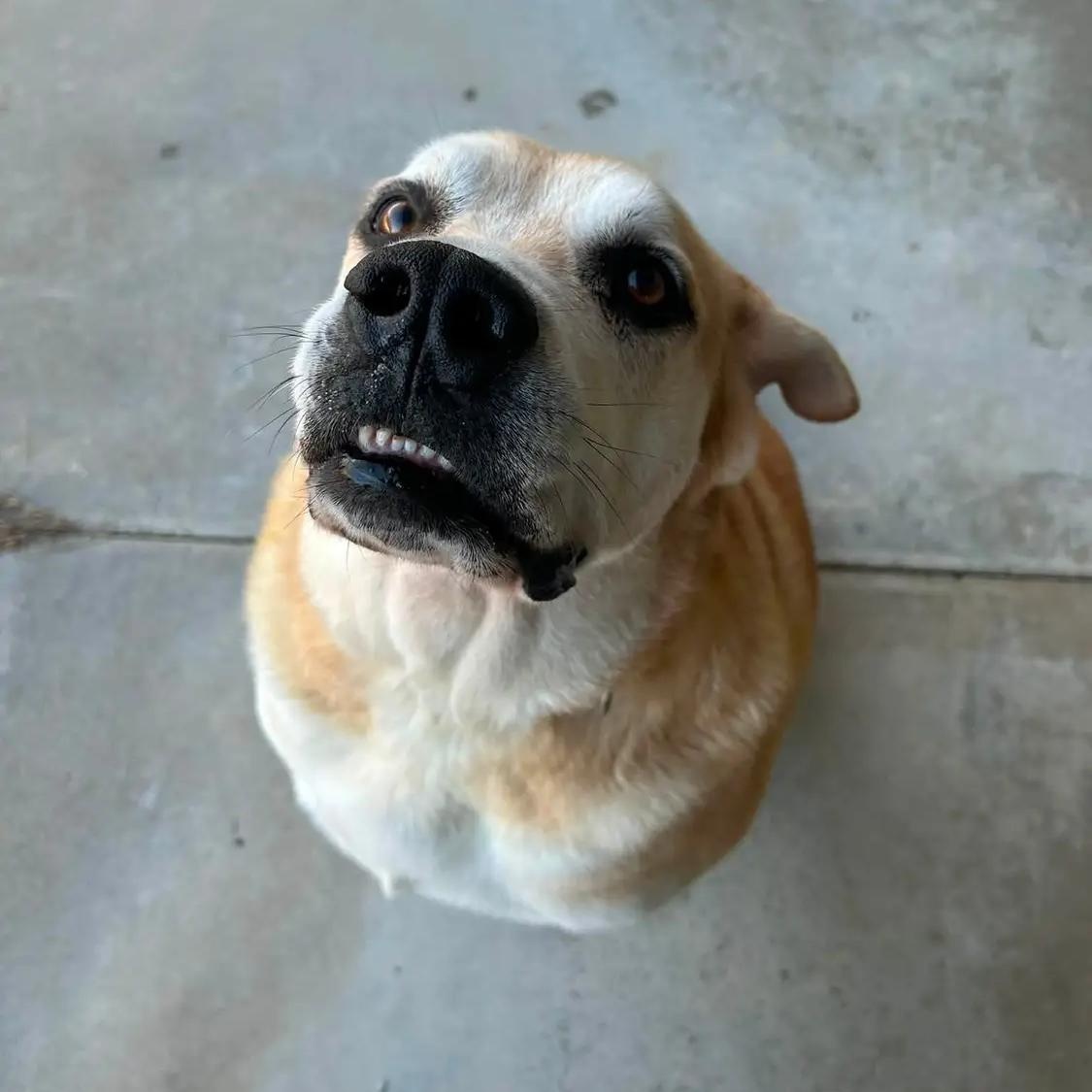 Enlarge Logan, a Adoptable mixed breed in King George, VA image 4/4