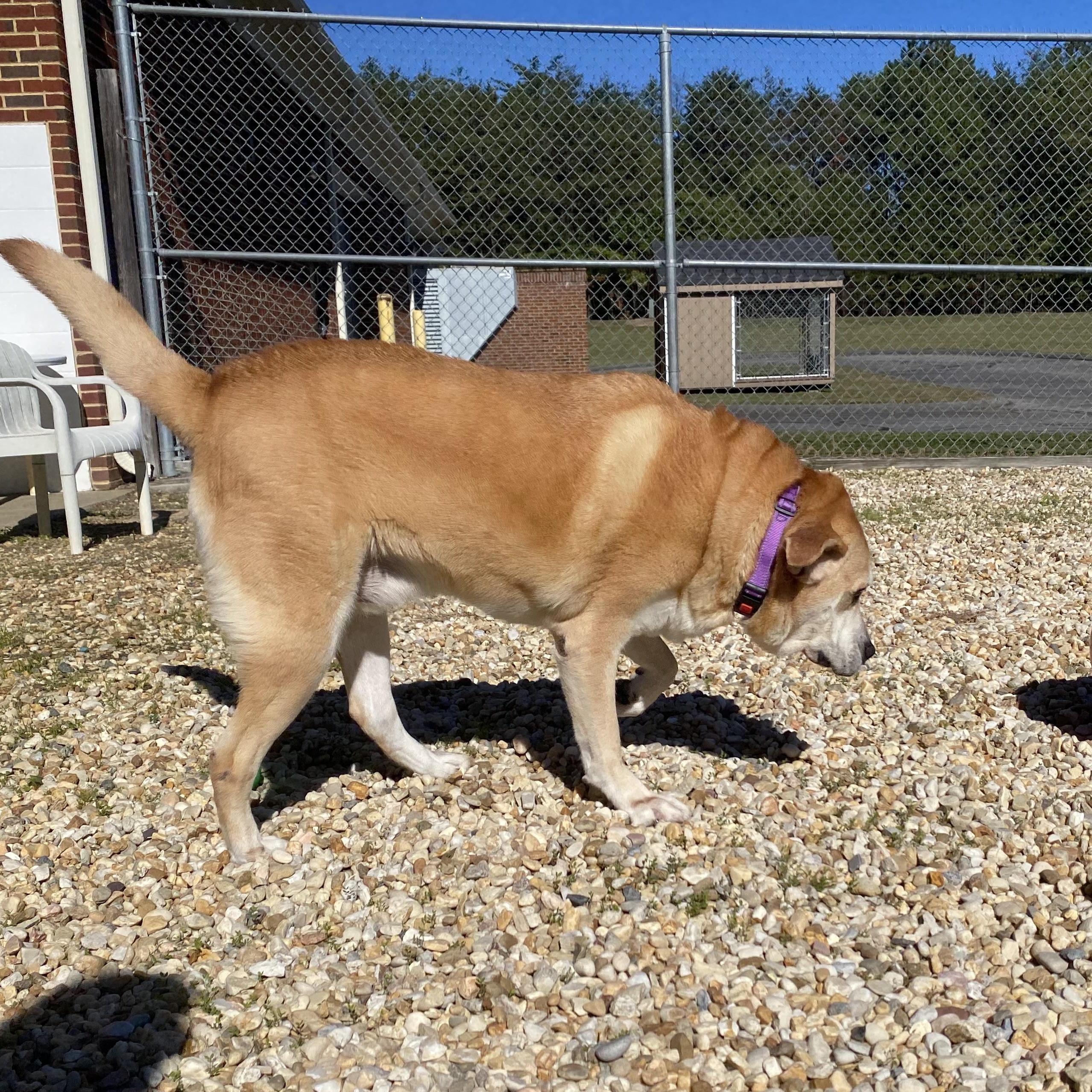 Enlarge Logan, a Adoptable mixed breed in King George, VA image 3/4