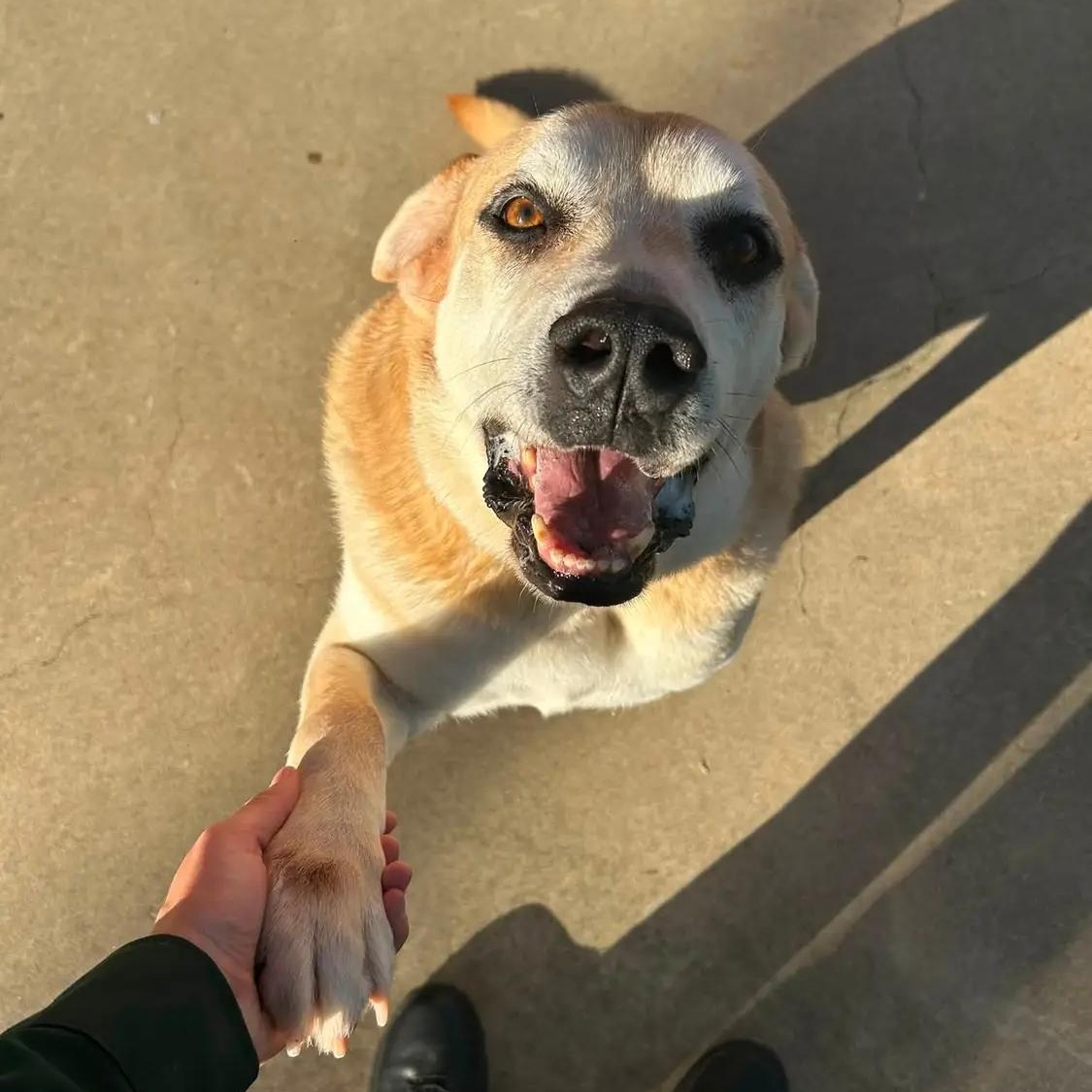 Logan, Adoptable, Adult Male Yellow Labrador Retriever & Shepherd.