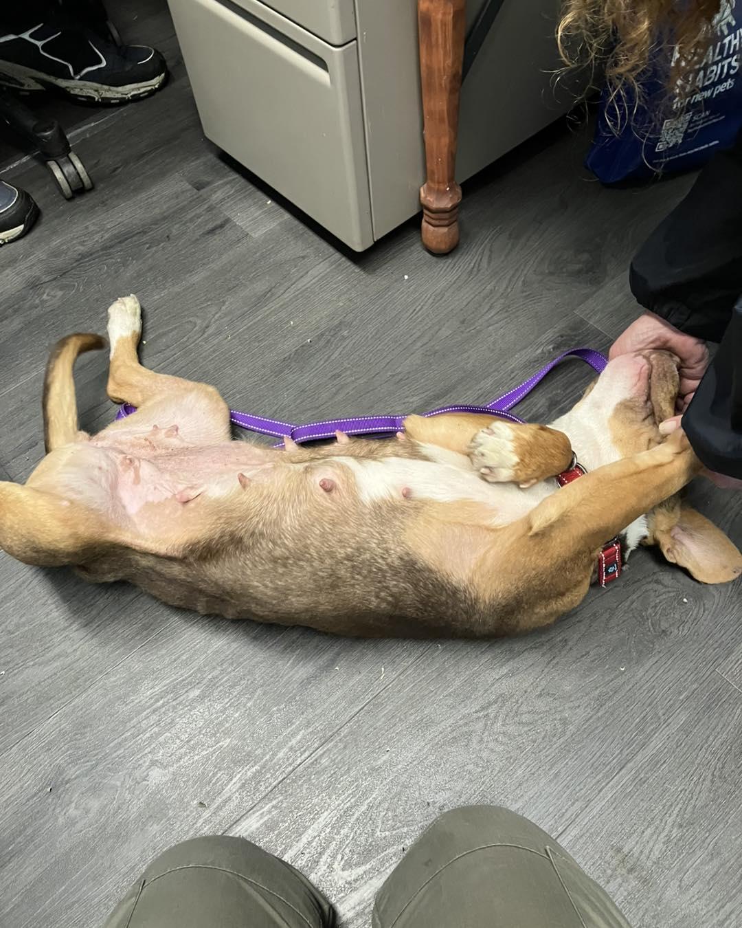 Enlarge Nona, an adopted mixed breed in Crescent city, CA image 4/5