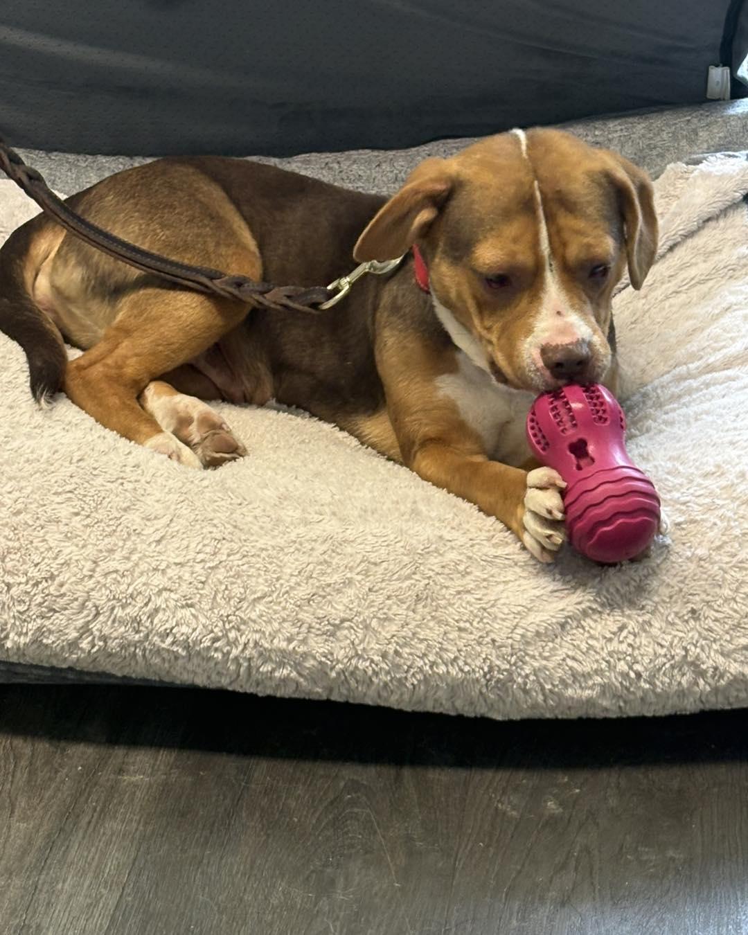 Enlarge Nona, an adopted mixed breed in Crescent city, CA image 3/5