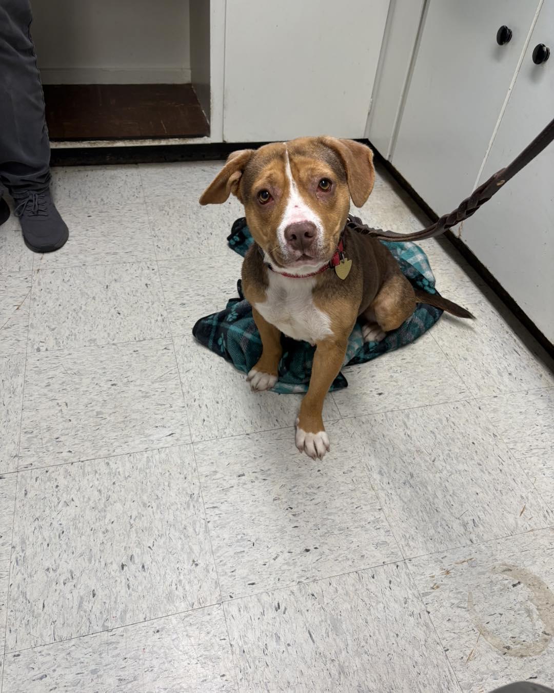 Enlarge Nona, an adopted mixed breed in Crescent city, CA image 5/5