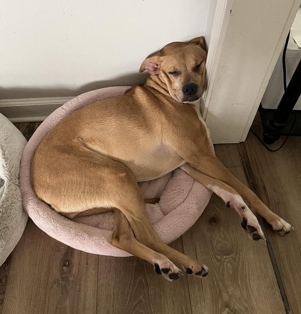 Enlarge Violet, a Adoptable Mixed Breed in Chattanooga, TN image 2/4