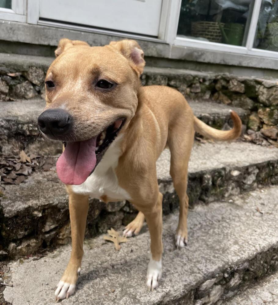 Enlarge Violet, a Adoptable Mixed Breed in Chattanooga, TN image 3/4