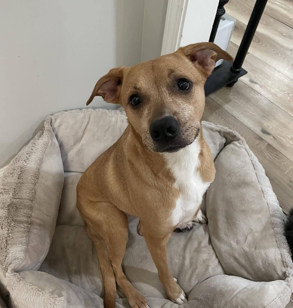 Enlarge Violet, a Adoptable Mixed Breed in Chattanooga, TN image 4/4