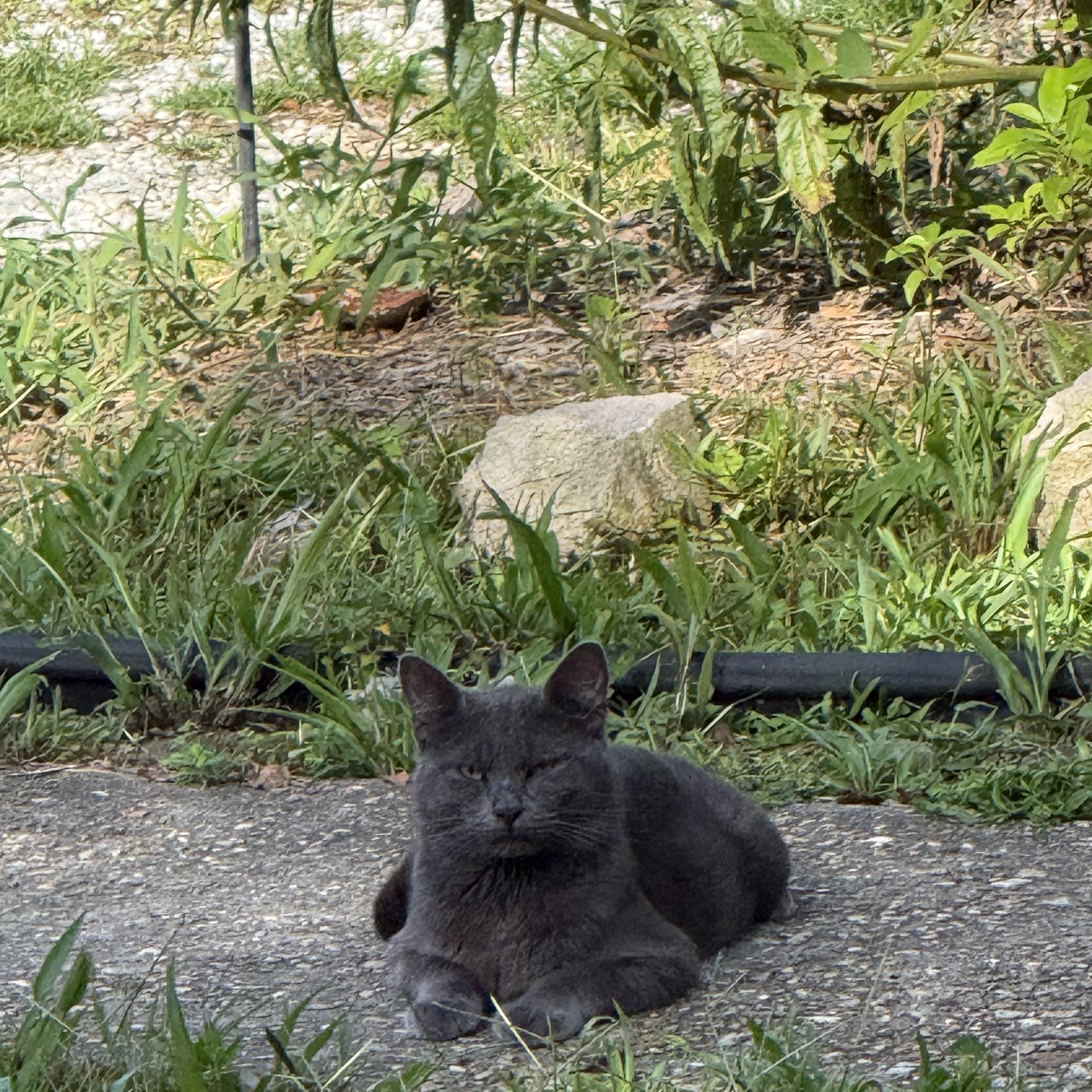 Smoky(courtesy listing), ADOPTABLE, Young Male Russian Blue.