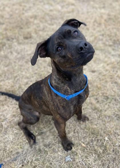 Enlarge Chip, a Adoptable mixed breed in Fort Worth, TX image 1/3