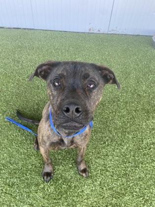 Enlarge Chip, a Adoptable mixed breed in Fort Worth, TX image 2/3