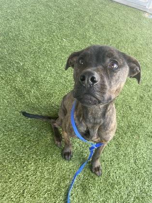 Enlarge Chip, a Adoptable mixed breed in Fort Worth, TX image 3/3