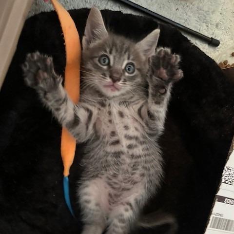 Enlarge Miles, a Adoptable Domestic Short Hair in Houston, TX image 3/4