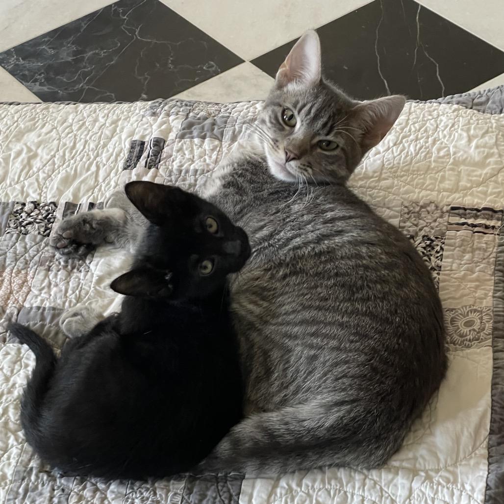 Miles, Adoptable, Young Male Domestic Short Hair.