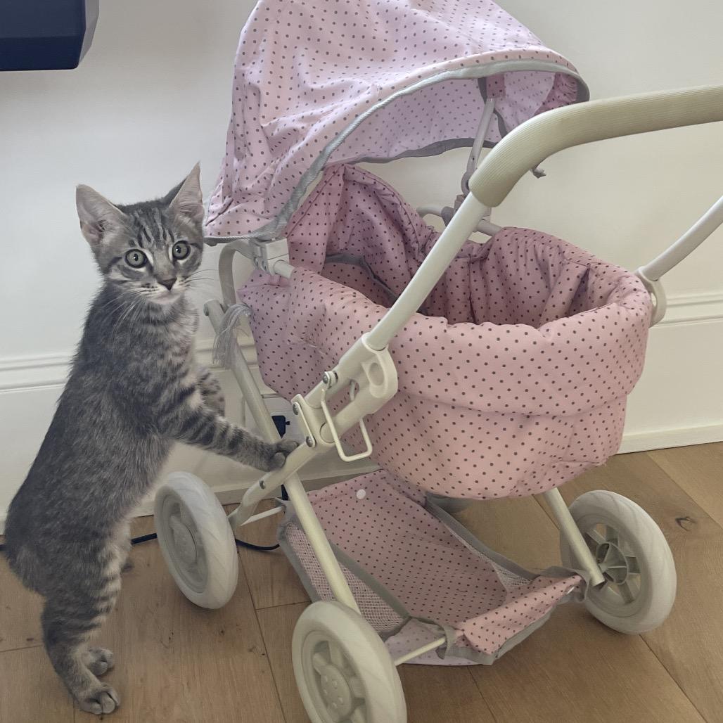 Enlarge Miles, a Adoptable Domestic Short Hair in Houston, TX image 2/4