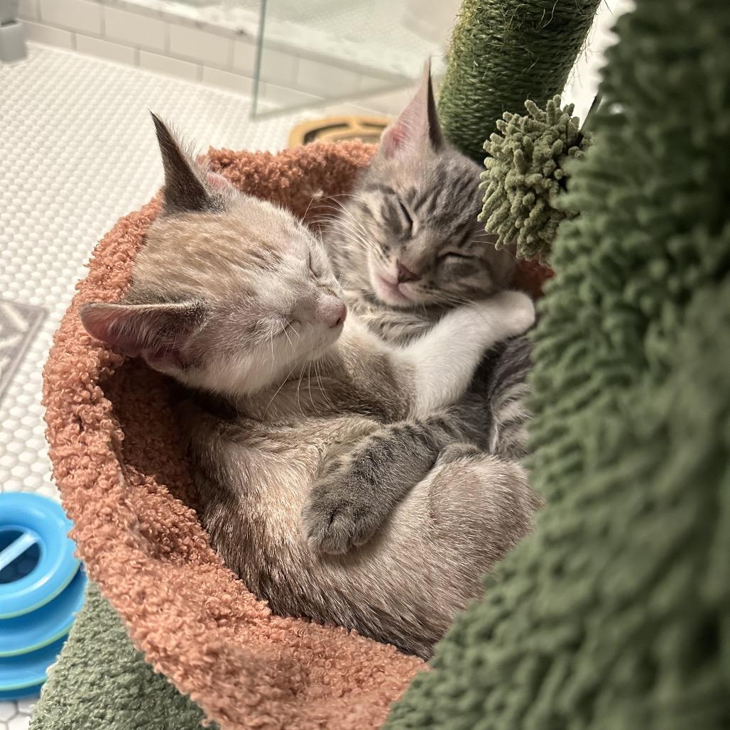 Enlarge Miles, a Adoptable Domestic Short Hair in Houston, TX image 4/4