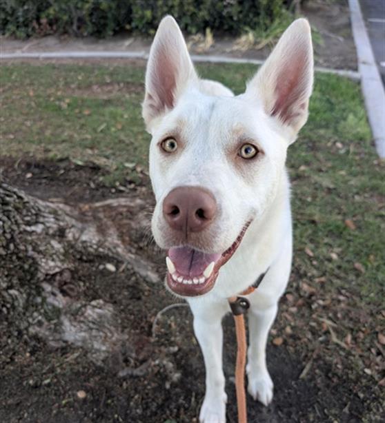 CHANDLER, Adoptable, Young Male Siberian Husky & German Shepherd Dog.