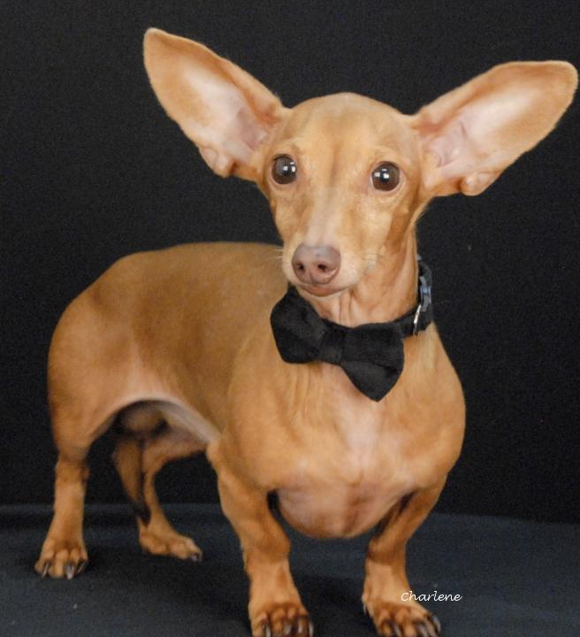Chiweenie, adopted, Young Male Chiweenie.