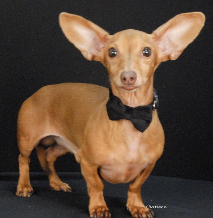 Enlarge Chiweenie, an adopted Chiweenie in Newland, NC image 2/2